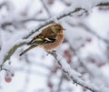 Male chaffinch sitting on a snow covered tree