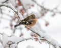 Male chaffinch sitting on a snow covered tree Royalty Free Stock Photo