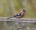 Male chaffinch on wooden table