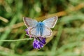 Chalkhill Blue Butterfly - Lysandra coridon male on a purple flower Royalty Free Stock Photo