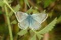 Male Chalkhill Blue buttterfly, Polyommatus coridon, on nettle leaf Royalty Free Stock Photo