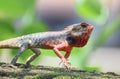 The male Chameleon changing him colours