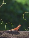 A male chameleon lizard perching and cocking head on wooden fence with blurred young stems on greenery background Royalty Free Stock Photo