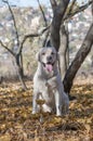 Male champion Labrador Retriever