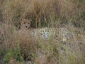 Male cheetah, Acinonyx jubatus. Madikwe Game Reserve, South Africa Royalty Free Stock Photo