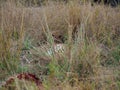 Male cheetah, Acinonyx jubatus. Madikwe Game Reserve, South Africa Royalty Free Stock Photo