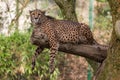 Cheetah resting on the branch