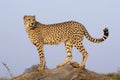 Male Cheetah (Acinonyx jubatus), South Africa