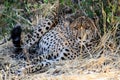 A male Cheetah on guard