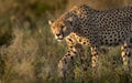 A male Cheetah hunting in the Serengeti, Tanzania Royalty Free Stock Photo