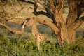 Male Cheetah jumping out of a tree in the Serengeti, Tanzania