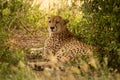 Male cheetah lying in shade of bush Royalty Free Stock Photo