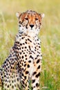 Male cheetah in Masai Mara