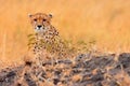 Male cheetah in Masai Mara