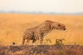 Male cheetah in Masai Mara