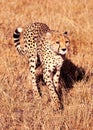 Male cheetah in Masai Mara