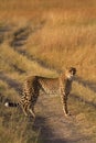 Male cheetah in Masai Mara