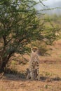 Male Cheetah sitting in the shade of a thorn tree looking into the camera. Royalty Free Stock Photo