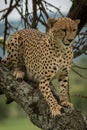 Male cheetah stands on trunk looking down Royalty Free Stock Photo