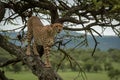 Male cheetah stands on trunk looking right Royalty Free Stock Photo