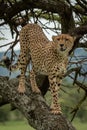 Male cheetah stands on trunk turning head Royalty Free Stock Photo