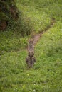 Male cheetah watching and strolling