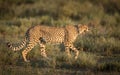 Male Cheetah yawning as it walks in the Serengeti National Park, Tanzania Royalty Free Stock Photo