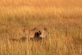 Male cheetahs in Masai Mara