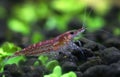 Male cherry shrimp Royalty Free Stock Photo