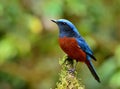 Male of Chestnut-bellied Rock Thrush (Monticola rufiventris) the