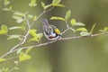 Male Chestnut-sided Warbler