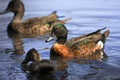 Male Chestnut Teal duck wading.