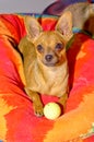 Chihuahua wants to play ball Royalty Free Stock Photo