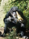 Male Chimp Eating Royalty Free Stock Photo