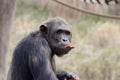 Male chimp with food