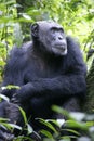 Male Chimpansees in National Park