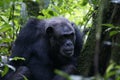 Male Chimpansees in National Park Royalty Free Stock Photo