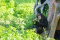 A male chimpanzee is sitting on rock eating grass