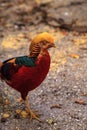 Male Chinese Golden Pheasant Chrysolophus pictus