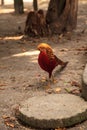 Male Chinese Golden Pheasant Chrysolophus pictus