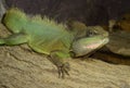 Male Chinese water dragon (P. cocincinus)