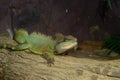 Male Chinese water dragon (P. cocincinus)