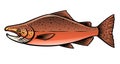 Male chinook salmon fish