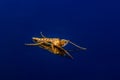 Male Chironomidae - no-biting midge on dark blue background