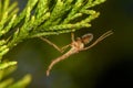 Male Chironomidae -- no-biting midge