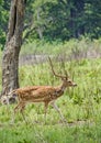 Male chital Deer