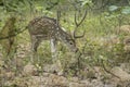 Male chital spotted or axis deer in India Royalty Free Stock Photo