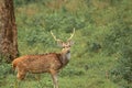 A male chital or spotted deer axis axis in bandipur national park Royalty Free Stock Photo