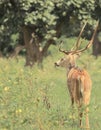 A male chital or spotted deer axis axis in bandipur national park Royalty Free Stock Photo