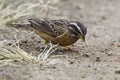 Male Cinnamon-breasted Rock Bunting